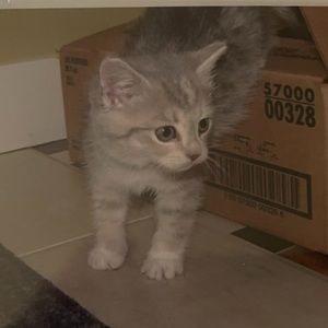 Meet your Posher, Anne-gabrielle